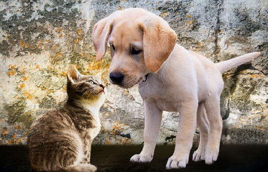 Animal Lover's Club